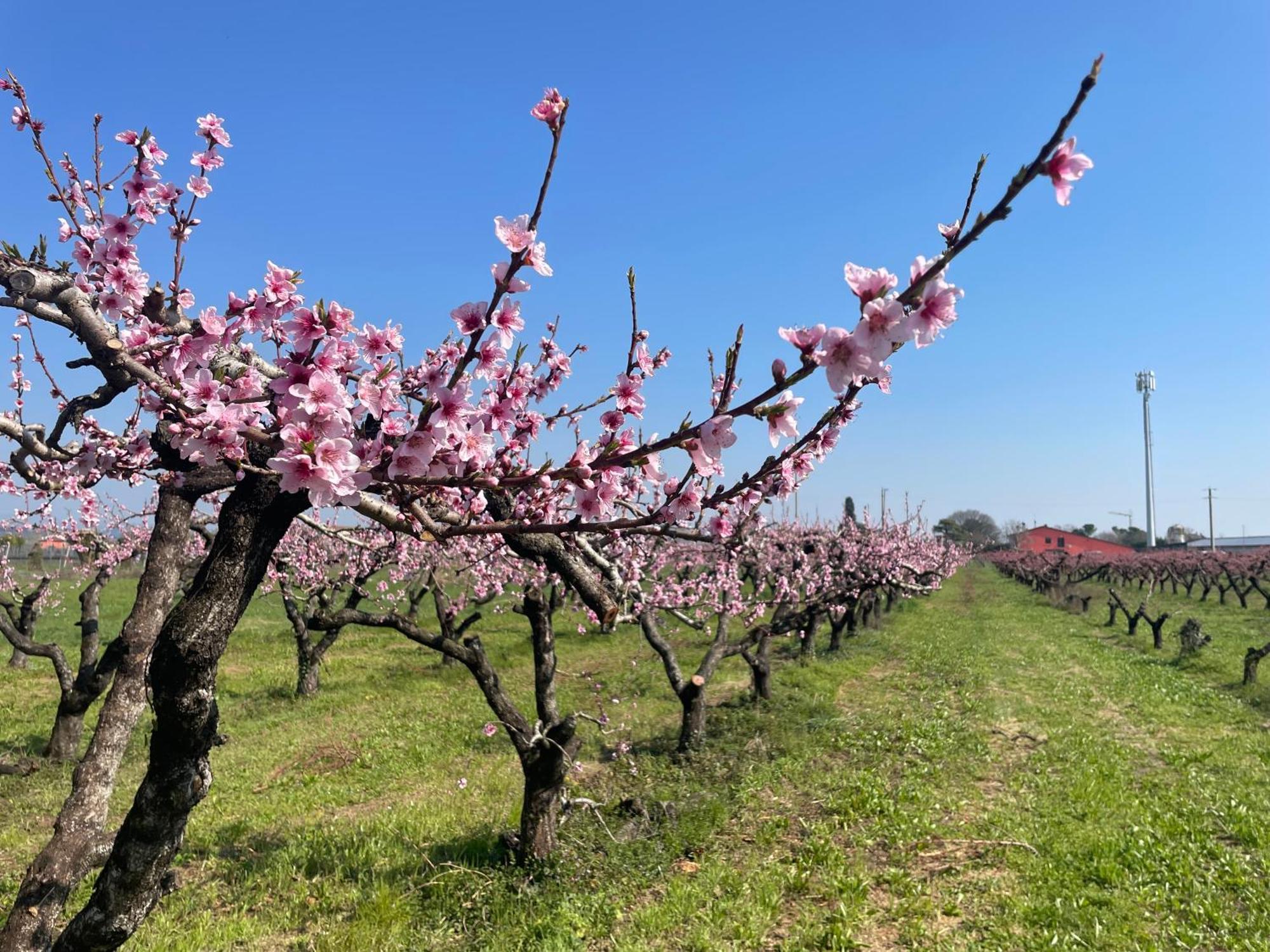 Agriturismo Corte Vecia Alloggio Della Corte Verona Esterno foto